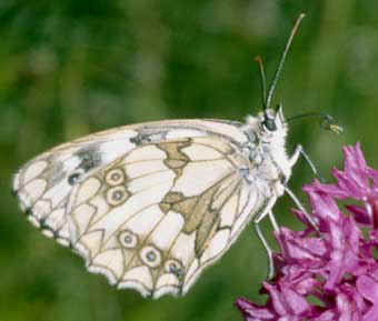 Demi-deuil (Melanargia galathea) Finistre