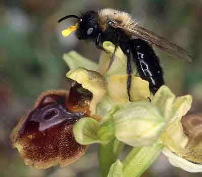 Andrena thoracica, départ de la fleur avec les pollinies, Crozon, Finistère, 27 mars 2003
