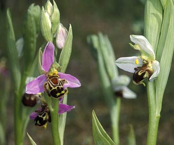 Spales blancs ( droite) - Ctes d'Armor - 03/06/01