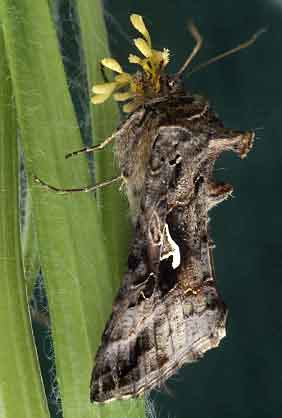 Autographa gamma avec pollinies de Platanthera chlorantha colles sur les yeux