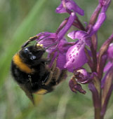 Bombus terrestris.