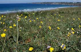 Biotope  Neotinea maculata (Le Conquet)