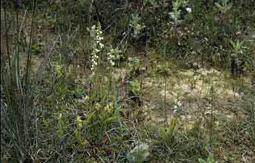 Spiranthes aestivalis et Liparis - ancienne sablire (Finistre)