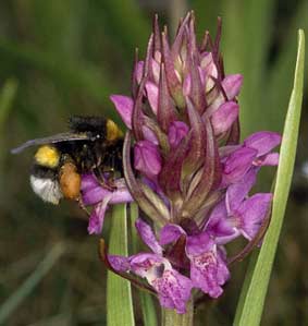 Bombus terrestris