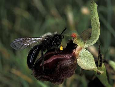 Andrena carbonaria mâle avec pollinies