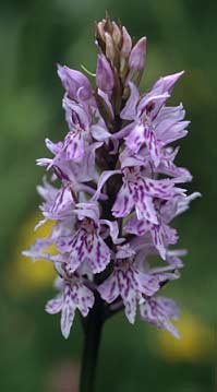 Inflorescence (Finistre)