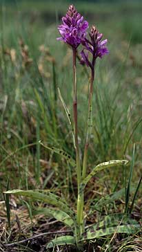 Pieds fleuris (Ctes-d'Armor)