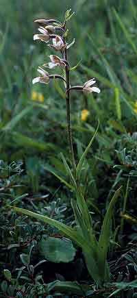 Pied fleuri (Trflez, Finistre)