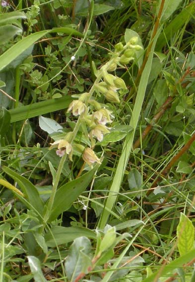 Epipactis helleborine ssp neerlandica parmi Salix repens ssp arenaria, dunes de Keremma, Trflez (Nord-Finistre), 15 aot 2010, photo Franois Sit.