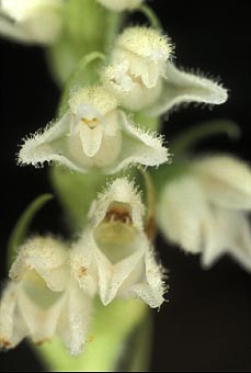 Dtail de l'inflorescence