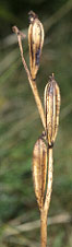Ophrys apifera - Pleumeur-Bodou - Ctes-d'Armor - 20/08/99