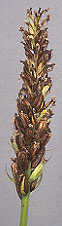 Dactylorhiza maculata - Penvenan - Ctes-d'Armor - 24/07/00