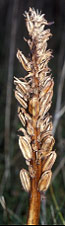 Dactylorhiza praetermissa - Trflez - Finistre - 05/11/98