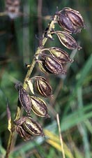 Epipactis palustris - Saint-Briac - Ille-et-Vilaine - 03/10/99