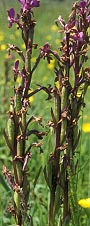 Orchis laxiflora - Plougrescant - Ctes-d'Armor - 27/05/02
