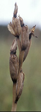 Serapias parviflora - Pleumeur-Bodou - Ctes-d'Armor - 16/07/99