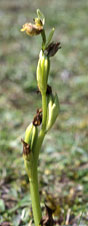 Ophrys sphegodes - Crozon - Finistre - 13/04/02