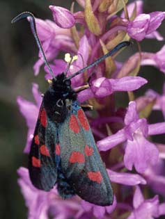 Zygaena trifolii