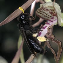 Andrena carbonaria femelle - 18/06/00.