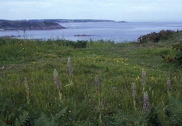 Pelouse  Himantoglossum hircinum, Ctes-d'Armor, 18/06/98.