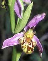 Ophrys apifera, dessin du labelle anormal, Crozon, Finistre.