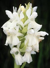 Dactylorhiza incarnata, hypochromie totale, tourbire acide, Botsorhel, Finistre.