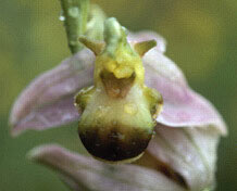 Ophrys apifera "bicolor", Penmarc'h, Finistre.