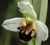 Ophrys apifera  spales blancs, Frhel, Ctes-d'Armor.