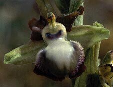 Ophrys passionis, hypochromie partielle du labelle, Plouhinec, Morbihan.