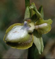 Ophrys passionis, hypochromie totale, Plouhinec, Morbihan.