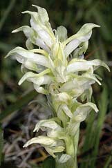 Orchis coriophora, hypochromie totale, Trffiagat, Finistre.