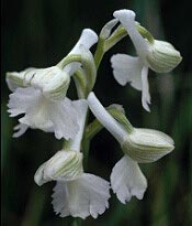 Orchis morio, hypochromie totale, Locmaria-Berrien, Finistre.