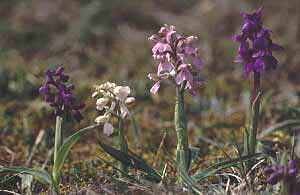 Orchis morio, couleurs varies (rose, blanc, pourpre), Erdeven, Morbihan.
