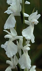 Orchis palustris, hypochromie totale, Penmarc'h, Finistre.