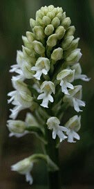 Orchis ustulata, hypochromie totale, Sn, Morbihan.