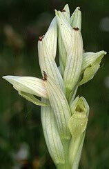 Serapias parviflora, hypochromie totale, Pleumeur-Bodou, Ctes-d'Armor.