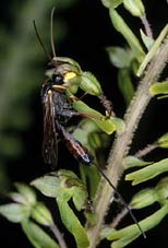 Ichneumon