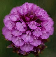 Anacamptis pyramidalis, tous les labelles sub-entiers, probablement d'origine gntique, Trflez, Finistre