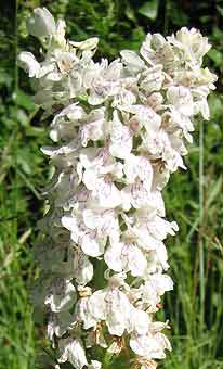 Dactylorhiza maculata, pi double, Pommerit-le-Vicomte, Ctes-d'Armor