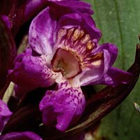 Dactylorhiza praetermissa, fleur  2 labelles, Guissny, Finistre