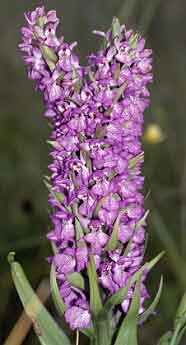 Dactylorhiza praetermissa, pi double, Trflez, Finistre