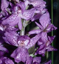 Dactylorhiza praetermissa, ptales labellodes, Guiscriff, Morbihan