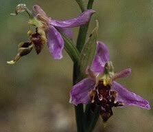 Ophrys apifera  labelle anormalement plat et troit, Frhel, Ctes-d'Armor