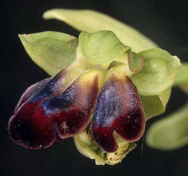 Ophrys sulcata, fleur  2 labelles, Crozon, Finistre