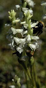 Spiranthes aestivalis, pi double, Crozon, Finistre