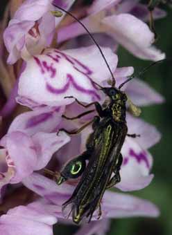 Coloptre (Oedemera nobilis)