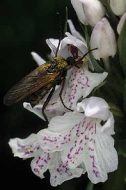 Diptre (Empis tessellata)