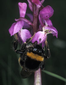 Bombus terrestris avec pollinies