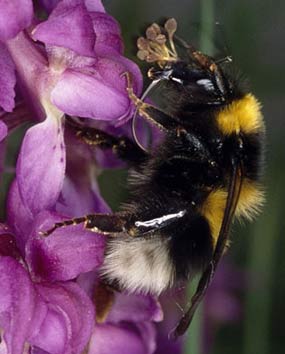 Bombus hortorum avec pollinies, Scrignac (29), avril 2003.