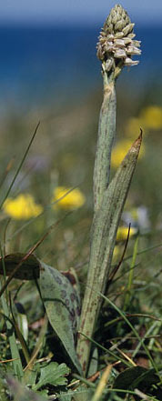 Neotinea maculata, Finistère